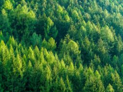 Environmental Law