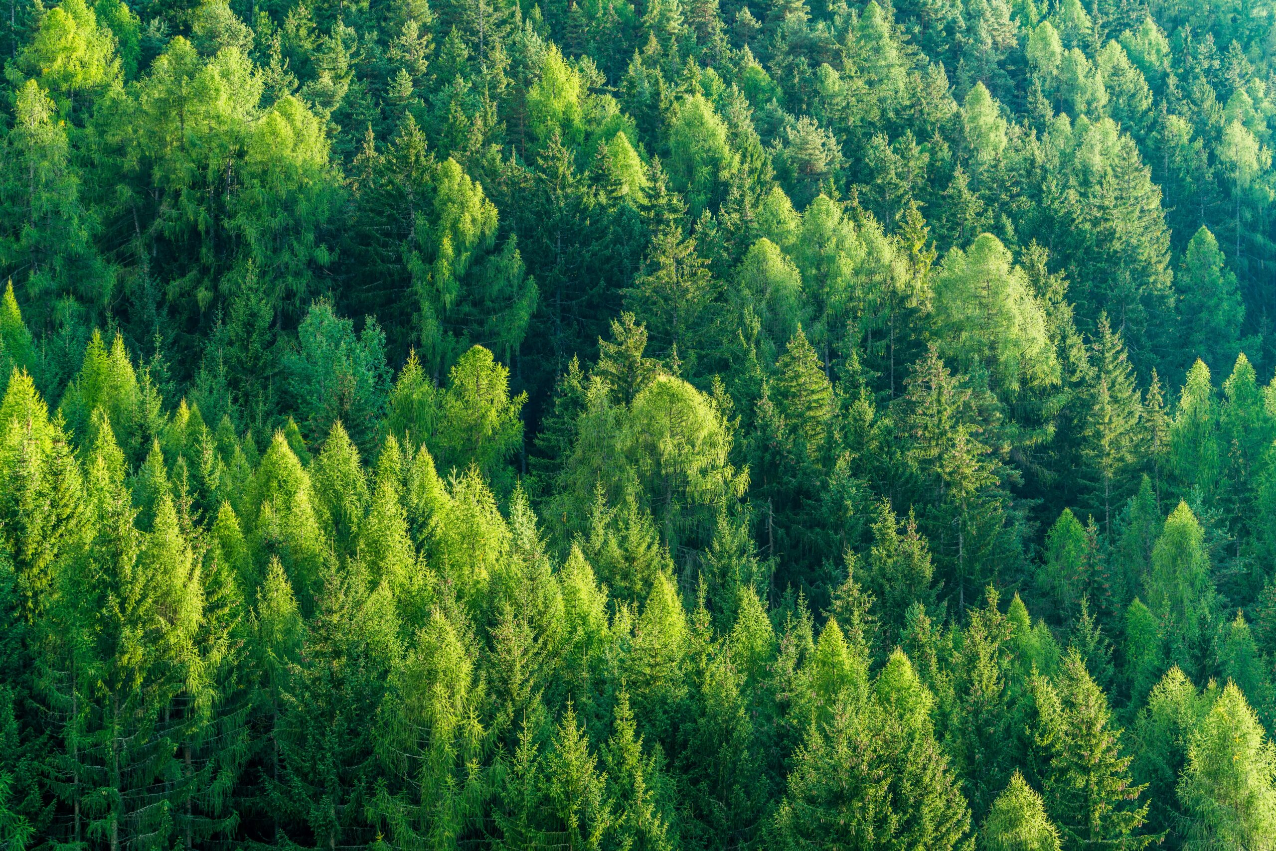 Environmental Law